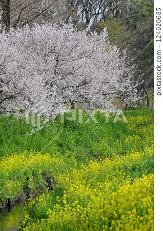 河畔櫻花和油菜花盛開 124920685