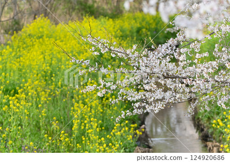 Cherry blossoms and rape blossoms in full bloom along the river 124920686