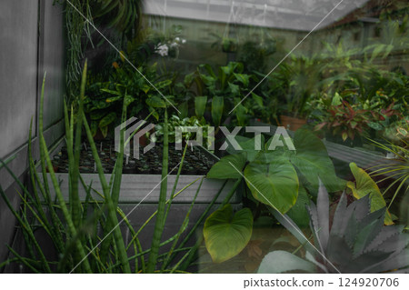 Vertical garden with lush green plants in black pots on a metal shelf, against a rustic brick and glass wall background. 124920706