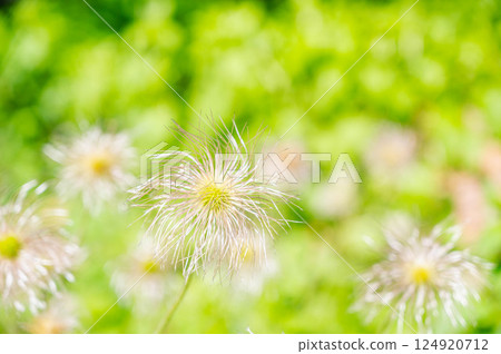 Okinagusa Okinagusa 124920712