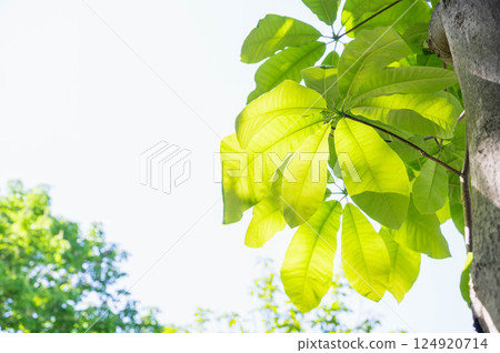Fresh green leaves of the magnolia tree 124920714