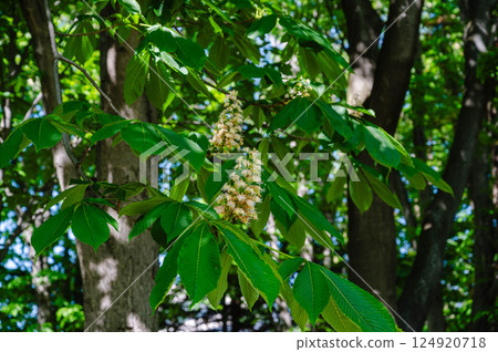Horse chestnut flowers in the new green season Horse chestnut flowers in the new green season 124920718