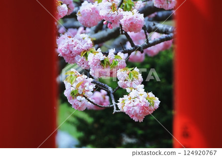 From the gap in the torii gate 124920767