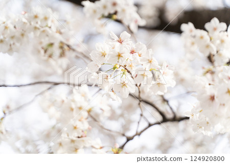 閃耀著光芒的盛開的櫻花① 124920800