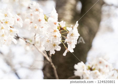 閃耀著光芒的盛開的櫻花② 124920801