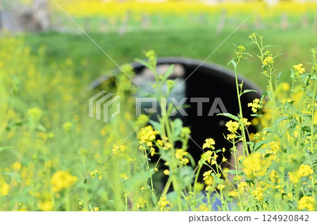 沿河盛開的油菜花開 沿河盛開的油菜花開 124920842