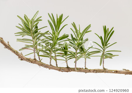 Rosemary sprouts still attached to the branch 124920960