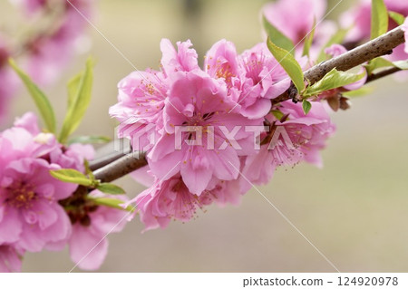 Beautiful pink peach blossoms in spring 124920978