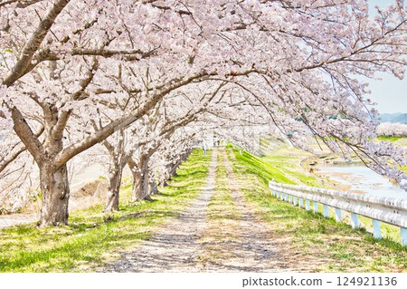 櫻花路、光之彼方 124921136