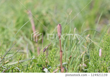 Tsukushi Tsukushi 124921139