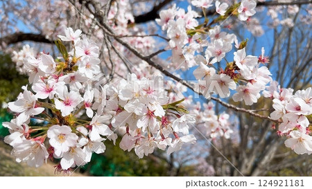 櫻桃樹盛開 櫻桃樹盛開 124921181