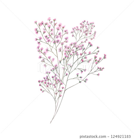 Pink gypsophila romantic bouquet watercolor illustration isolated background. Delicate hand painted baby breath flower. For wedding invitations, bridal branding, stationery, nursery decor, packaging. 124921183