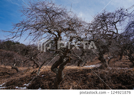 Ono's Weeping Guri Natural Area [Tatsuno Town, Kamiina County] 124921876