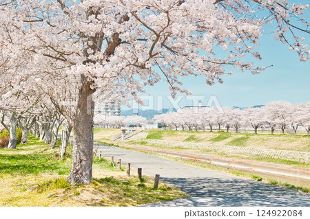 櫻花日，散步的時間 124922084