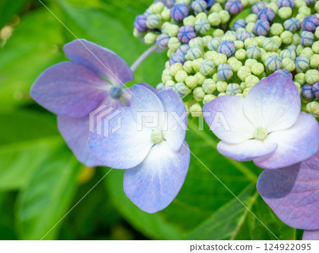 藍色繡球花的特寫照片 124922095