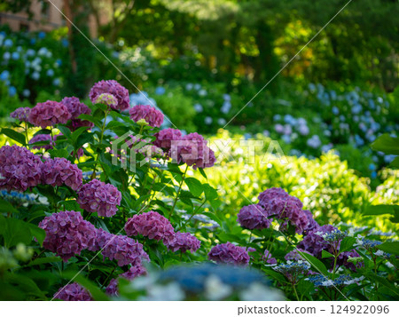 風景與繡球花 124922096