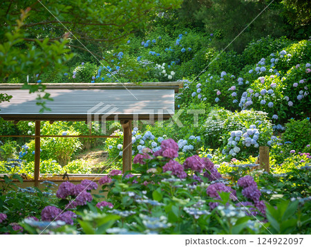 繡球花環繞的風景 124922097