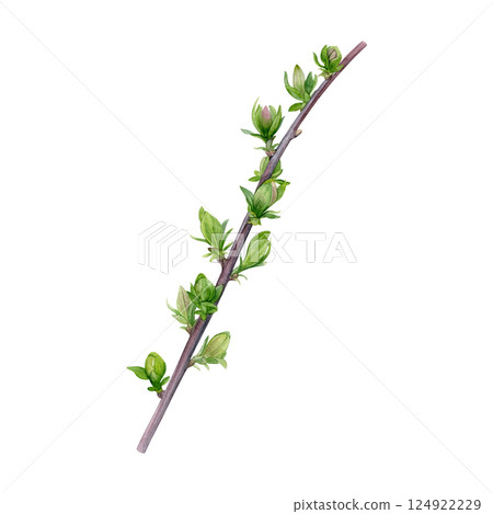 Watercolor of first spring leaves on a branch isolated on a white background. Good for postcards, invitations, greeting cards, wallpaper Watercolor of first spring leaves on a branch isolated on a white background. Good for postcards, invitations, greeting cards, wallpaper 124922229