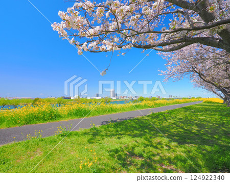 Spring rape blossoms and cherry blossoms viewed from the banks of the Yagiri Edo River in Chiba Spring rape blossoms and cherry blossoms viewed from the banks of the Yagiri Edo River in Chiba 124922340