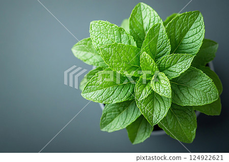 Potted mint plant with fragrant leaves on a gray background. Herb in pot. Top view Potted mint plant with fragrant leaves on a gray background. Herb in pot. Top view 124922621