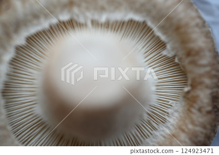 mushroom, fungi, ingredient 124923471