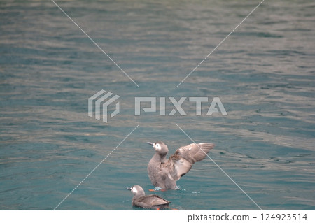 Kayumafuri 124923514