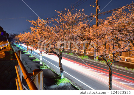 夜晚的汽車穿越櫻花 夜晚的汽車穿越櫻花 124923535