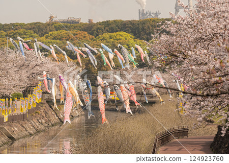 Carp streamers swimming in the river 124923760