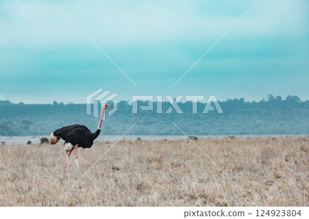 Nairobi National Park is a national park in Kenya that was established in 1946 about 7 km south of Nairobi. It is fenced on three sides, whereas the open southern boundary allows migrating wildlife to 124923804