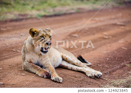 Nairobi National Park is a national park in Kenya that was established in 1946 about 7 km south of Nairobi. It is fenced on three sides, whereas the open southern boundary allows migrating wildlife to 124923845