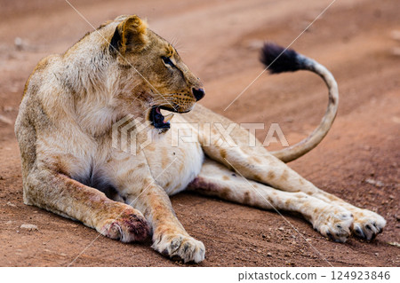 Nairobi National Park is a national park in Kenya that was established in 1946 about 7 km south of Nairobi. It is fenced on three sides, whereas the open southern boundary allows migrating wildlife to 124923846