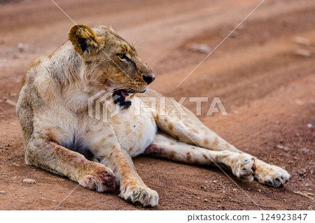 Nairobi National Park is a national park in Kenya that was established in 1946 about 7 km south of Nairobi. It is fenced on three sides, whereas the open southern boundary allows migrating wildlife to 124923847