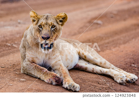 Nairobi National Park is a national park in Kenya that was established in 1946 about 7 km south of Nairobi. It is fenced on three sides, whereas the open southern boundary allows migrating wildlife to 124923848