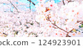 櫻花的照片 124923901