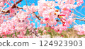 櫻花的照片 124923903