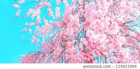 櫻花的照片 124923904