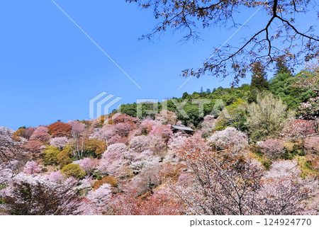 World Heritage Site Yoshino Omine's cherry blossoms in full bloom World Heritage Site Yoshino Omine's cherry blossoms in full bloom 124924770