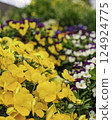 Colorful pansy 124924775
