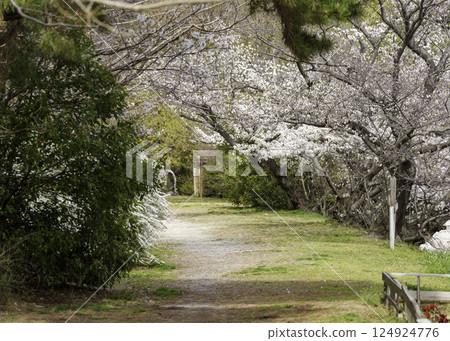 櫻花隧道路2號 櫻花隧道路2號 124924776