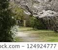 A road with a tunnel of cherry blossoms 124924777