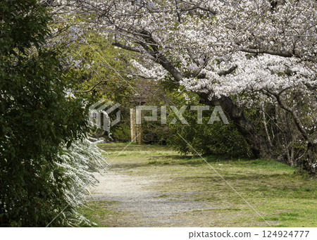 有櫻花隧道的道路 有櫻花隧道的道路 124924777