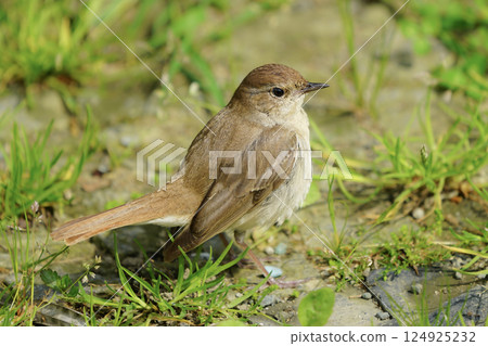 Image of a nightingale, a small songbird. 124925232
