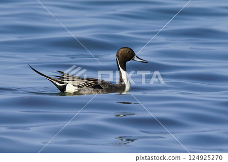 Wildlife - Birds. The Northern Pintail (Anas acuta) lives in wetlands such as sheltered deltas, salt marshes, shallow waters and coastal lagoons. It feeds on aquatic vegetation. 124925270