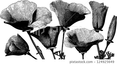 Engraved floral set with bold black flowers - botanical art design Engraved floral set with bold black flowers - botanical art design 124925649