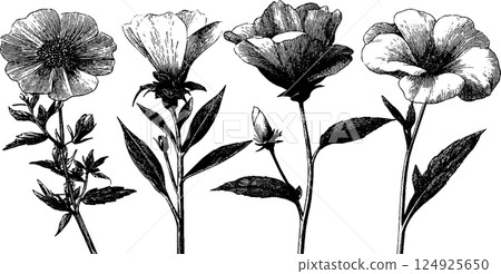 Engraved floral set with bold black lines for botanical design Engraved floral set with bold black lines for botanical design 124925650