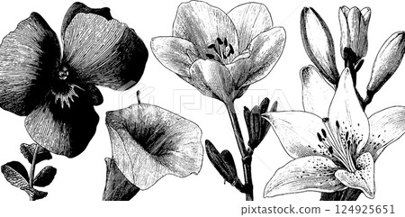 Engraved botanical collection of bold flowers: classic floral design for artistic projects 124925651