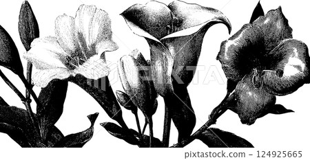 Elegant floral engravings in black and white for botanical design projects Elegant floral engravings in black and white for botanical design projects 124925665
