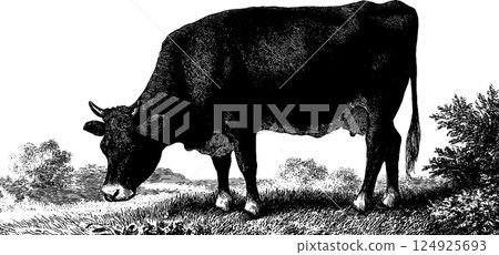 Engraved illustration of a cow in pasture with bold black lines for design and decor 124925693