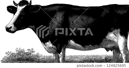 Engraved cow illustration with bold black lines for design use Engraved cow illustration with bold black lines for design use 124925695