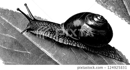 Intricate engraving of a snail resting on a leaf - nature themed art for print and design Intricate engraving of a snail resting on a leaf - nature themed art for print and design 124925831